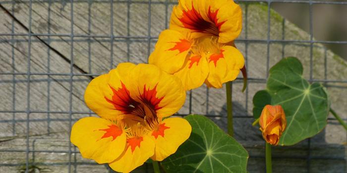 1280x904 Wallpaper Nasturtium Yellow Flowers Closeup