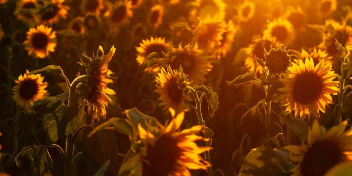 5184x3456 5090453 Sunflower, Nature, Flower, Summer, Yellow Flower wallpaper