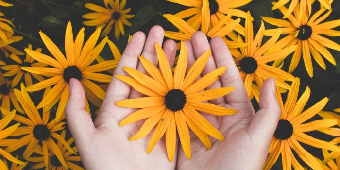 1920x1080 Person Holding Yellow Black Eyed Susan Flowers Wallpaper - Wallpaper
