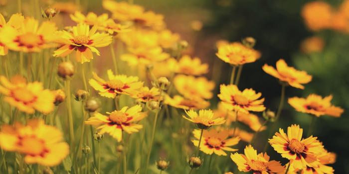 2560x1600 Yellow Flower Wallpaper on WallpaperGet.com