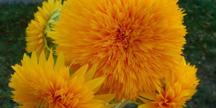 1920x1200 Nature Flowers Yellow Orange Colors Hd Wallpaper | HD Flowers