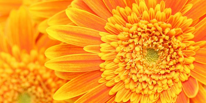 2560x1600 Yellow Flower Background (44+ images) on Genchi.info