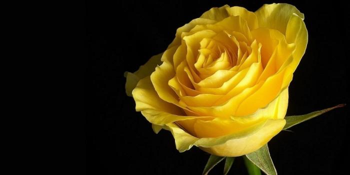 1024x768 Free pictures of yellow flowers png files, Free CLip Art Download