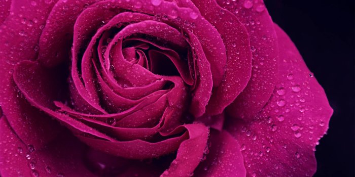 1800x1293 Purple Roses Wallpapers