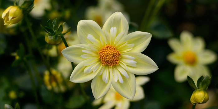 3840x2400 Dahlia Yellow Flowers High Quality Flower Wallpaper For Desktop