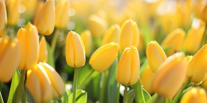 1920x1080 hd yellow flower wallpapers 1080p flower tulips nature sunny yellow