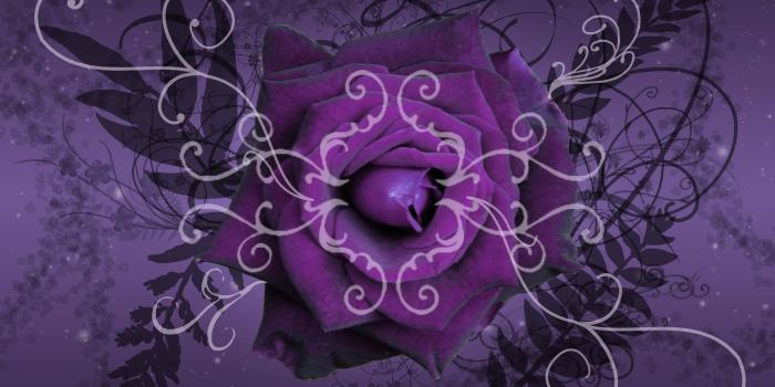 4350x2700 Purple Roses Wallpapers