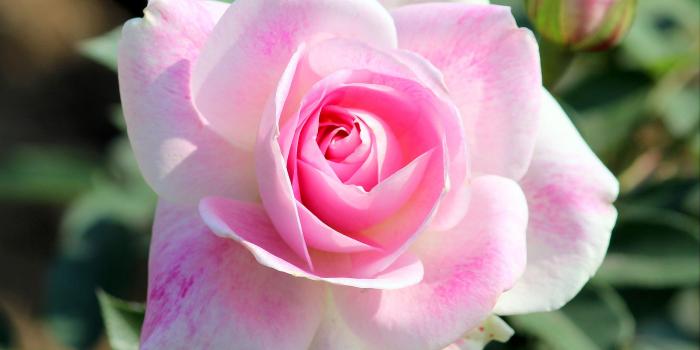 3661x2549 Roses Wallpaper : Pink Color Beautiful Rose Flower – Photo Trap