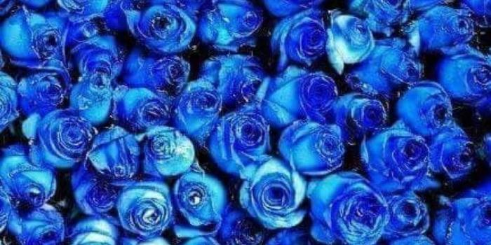 749x1074 blue... | Colors | Blue, Blue roses, Blue wallpapers
