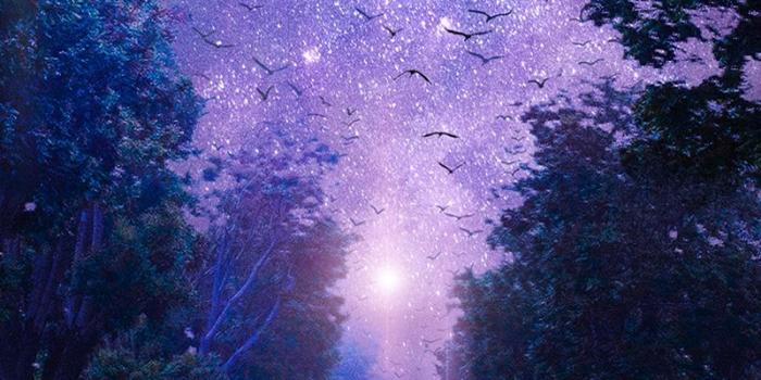 800x1280 Download wallpaper 800x1280 forest, starry sky, art, purple