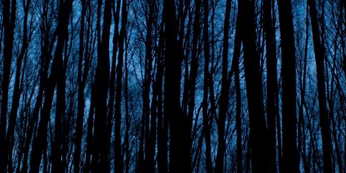 1440x2560 Download wallpaper 1440x2560 trees, forest, dark, night qhd samsung