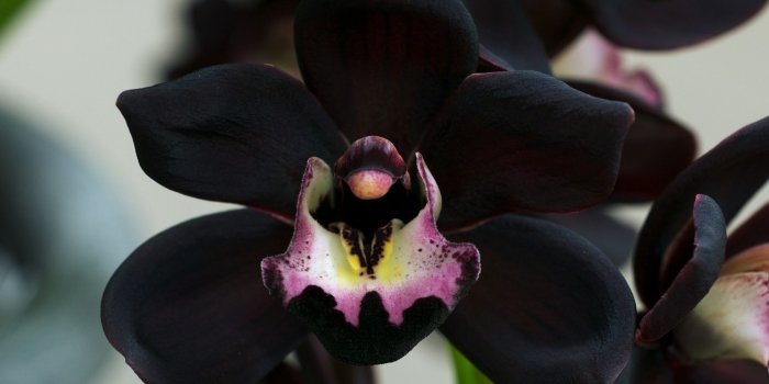 2560x1600 Black Orchid Wallpapers - Top Free Black Orchid Backgrounds