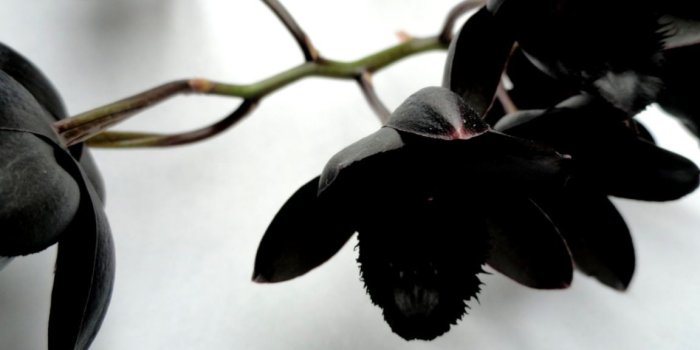 1152x883 Black Orchid Wallpapers - Top Free Black Orchid Backgrounds