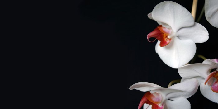1920x1200 Black Orchid Wallpapers - Top Free Black Orchid Backgrounds