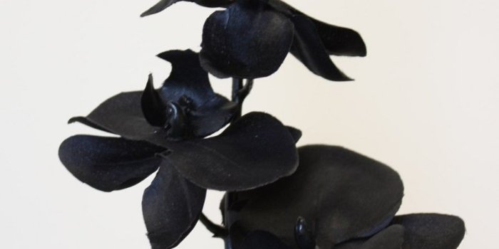 900x1900 Black Orchid Wallpapers - Top Free Black Orchid Backgrounds