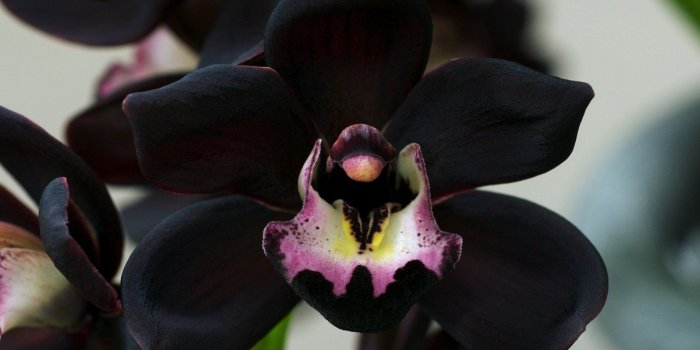 1920x1080 Black Orchid Wallpapers - Top Free Black Orchid Backgrounds