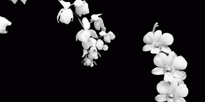 1000x800 Black Orchid Wallpapers - Top Free Black Orchid Backgrounds