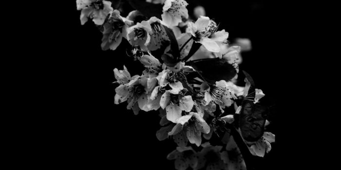 1440x900 Black Orchid Wallpapers - Top Free Black Orchid Backgrounds