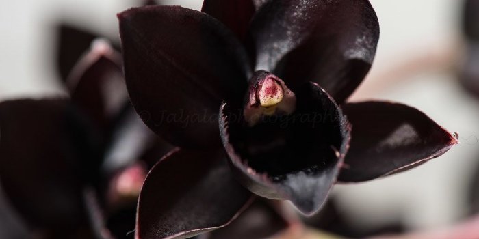 1024x768 dongetrabi: Black Orchid Wallpaper Images
