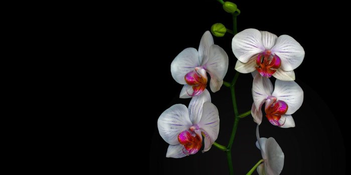 1600x1018 Free download White Orchid Wallpaper [1600x1018] for your Desktop