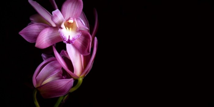 1366x768 Black Orchid Wallpapers - Top Free Black Orchid Backgrounds
