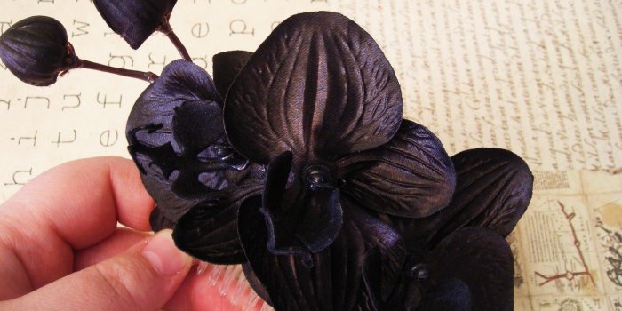 1500x1147 Hd Wallpapers Black Orchids Wallpaper Purple Orchids Hd Wallpaper