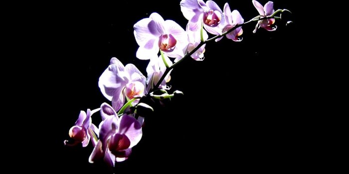 1280x1024 Get Purple Orchid Wallpaper Nice Purple Orchid Flower hd [1280x1024