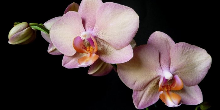 2000x1460 Tarita Gala on Orchids | Flowers, Orchids, Flower wallpaper