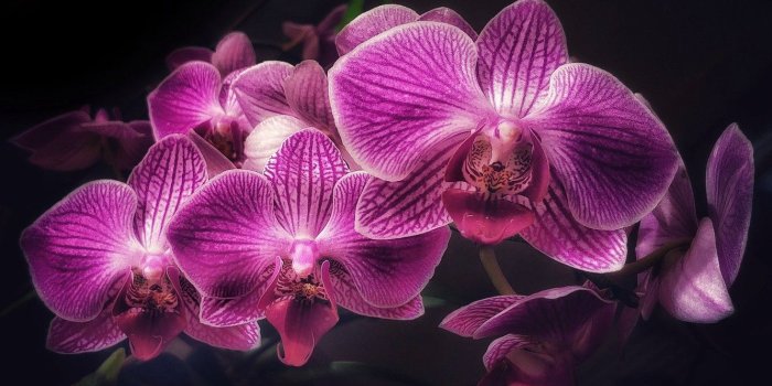 1332x850 Wallpaper flowers, background, black, Orchid images for desktop