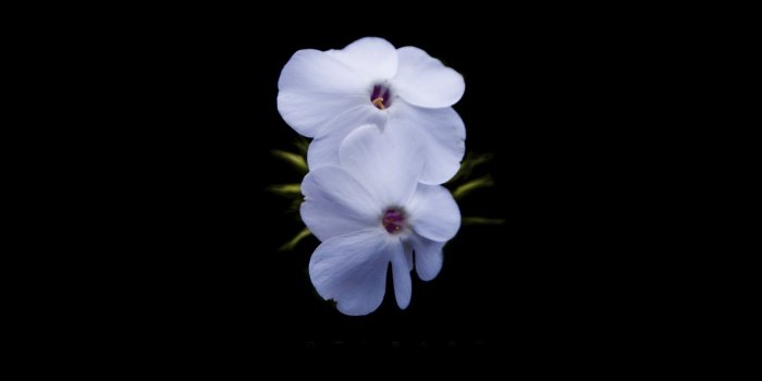 1680x1050 Download Go Back Pix For Black Orchids Wallpaper [1680x1050] | 42+