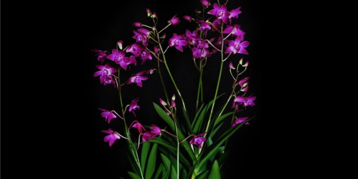2880x1800 3338017 Orchid, Exotic, Black background, Contrast wallpaper and