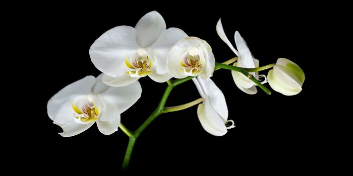 4110x2870 Free download Orchids Wallpaper Black And White White orchidsjpg