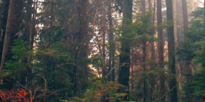 1080x1920 1080x1920 Forest Trees & Red Flowers Galaxy s4 wallpaper