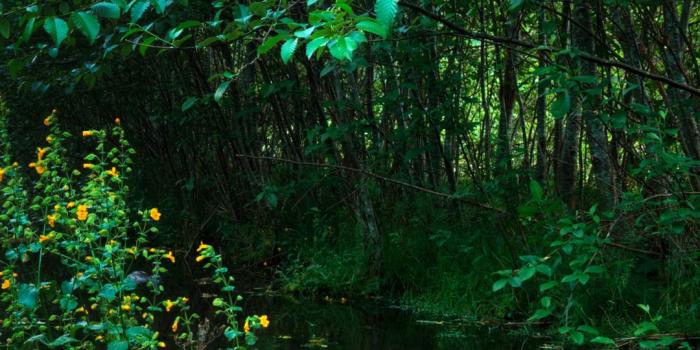 1080x1920 681 Forest Samsung/Galaxy J7 (720x1280) Wallpapers