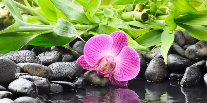 1332x850 Wallpaper flower, water, reflection, stones, bamboo, Orchid, black