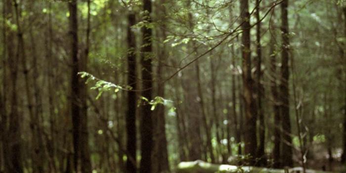 1080x1920 Forest Wallpapers for Galaxy S5