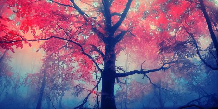 1280x800 Download the Galaxy S5 - Green Forest HD Android Apps On NoneSearch.com