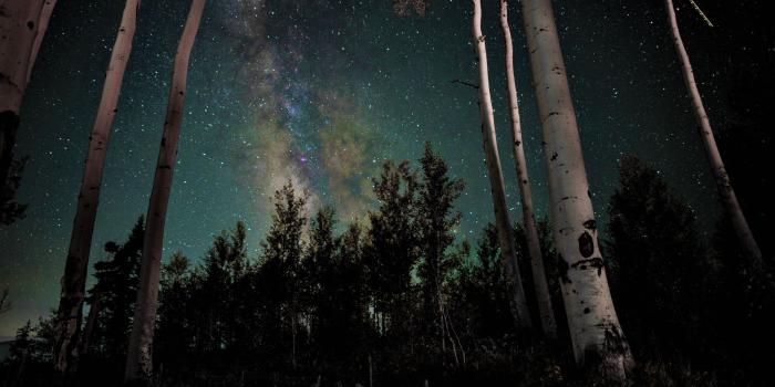 2560x1600 Download 2560x1600 Wallpaper Stars, Milky Way, Galaxy, Night, Tree