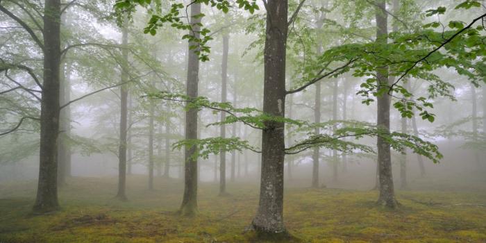 1280x800 Oil Painting, Forest, Mural, Grove, Woodland Wallpaper for Lenovo