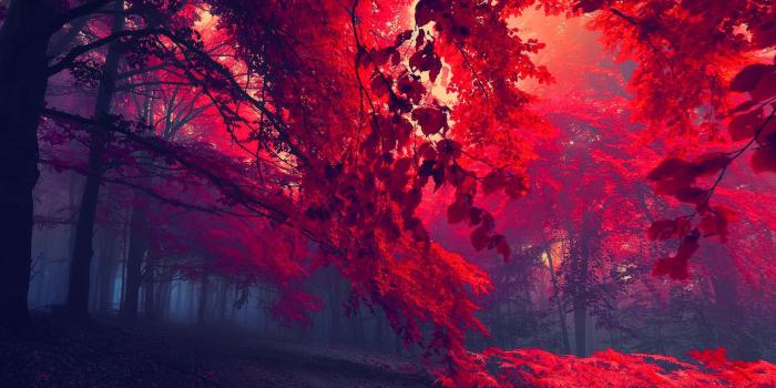 2560x1600 Red Forest ❤ 4K HD Desktop Wallpaper for 4K Ultra HD TV • Dual
