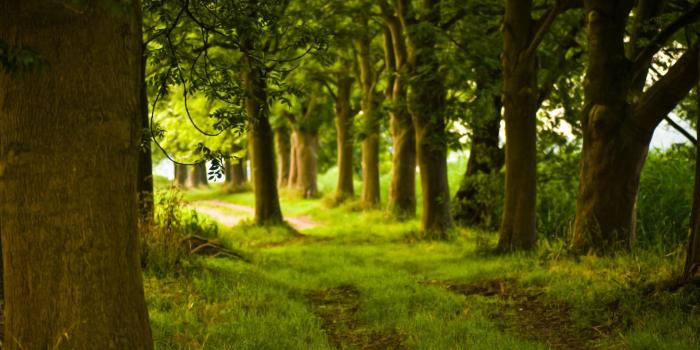 1920x1200 Galaxy forest wallpaper Wallpapers Pinterest Forests 1920x1200