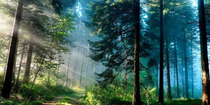 1280x800 Download the Galaxy S4 Forest Wallpaper HD Android Apps On