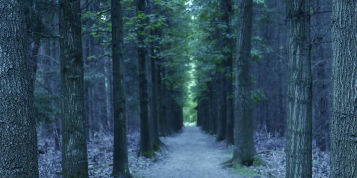 1280x800 Spruce Fir Forest, Nature Reserve, Tree, Woodland, Forest Wallpaper