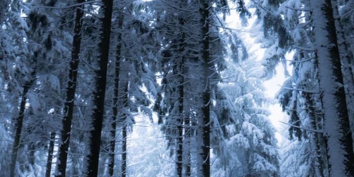 1440x2560 Download 1440x2560 Wallpaper Trees, Forest, Winter, 5k, Qhd Samsung