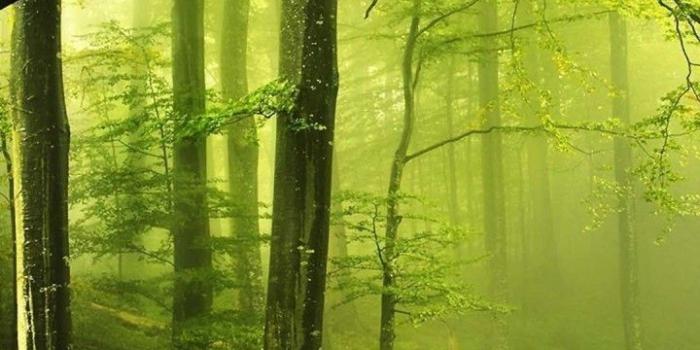 720x1280 Forest HD Wallpapers for Galaxy S3 | Page 3 | Wallpapers.Pictures