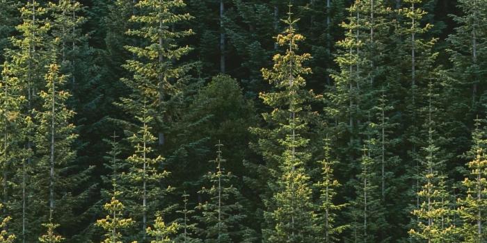 1440x2960 Download 1440x2960 wallpaper green trees, nature, forest, samsung