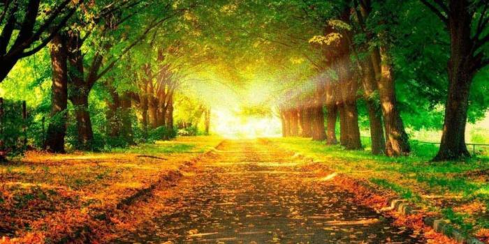 1280x800 Download Galaxy S4 Forest Wallpapers HD For Android, Galaxy S4