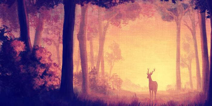 1918x1079 Forest Wallpaper and Background Image | 1918x1079 | ID:420447