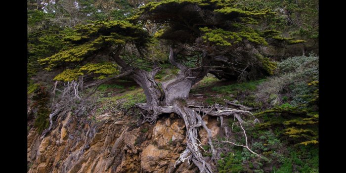 1920x1080 Tree Root. Top Rated Wallpapers for Android - APK Download