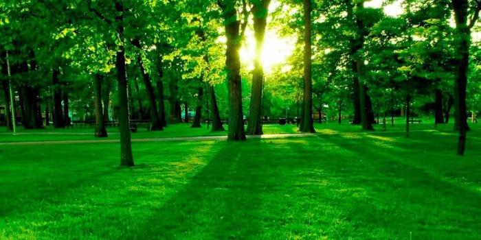 1280x800 Download Forest Wallpapers 1280x800 (35+) - Free Wallpaper For your